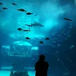 Apartament Canteras Aquarium *
