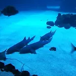 Canteras Aquarium Apartament *