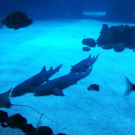 Canteras Aquarium Apartament *