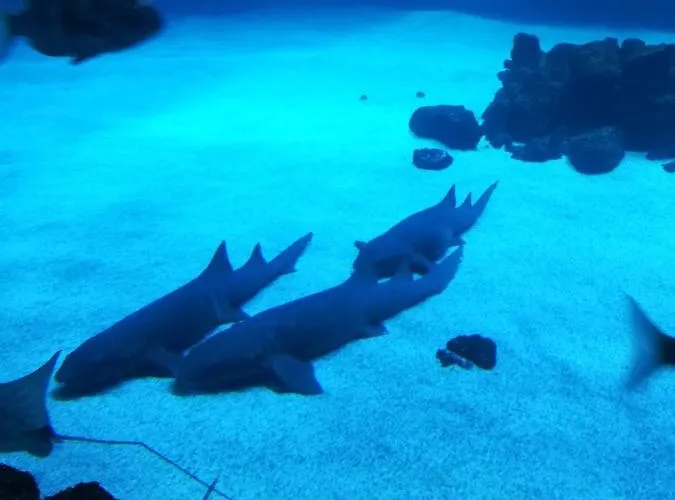 Canteras Aquarium Apartamento *